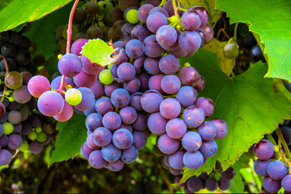 raisin-rouge