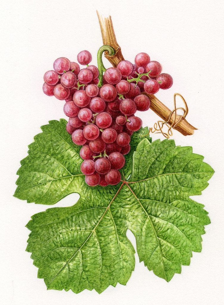 Gewurtztraminer