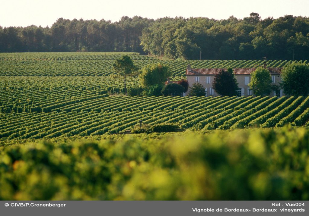 vIGNOBLE-DES-GRAVES