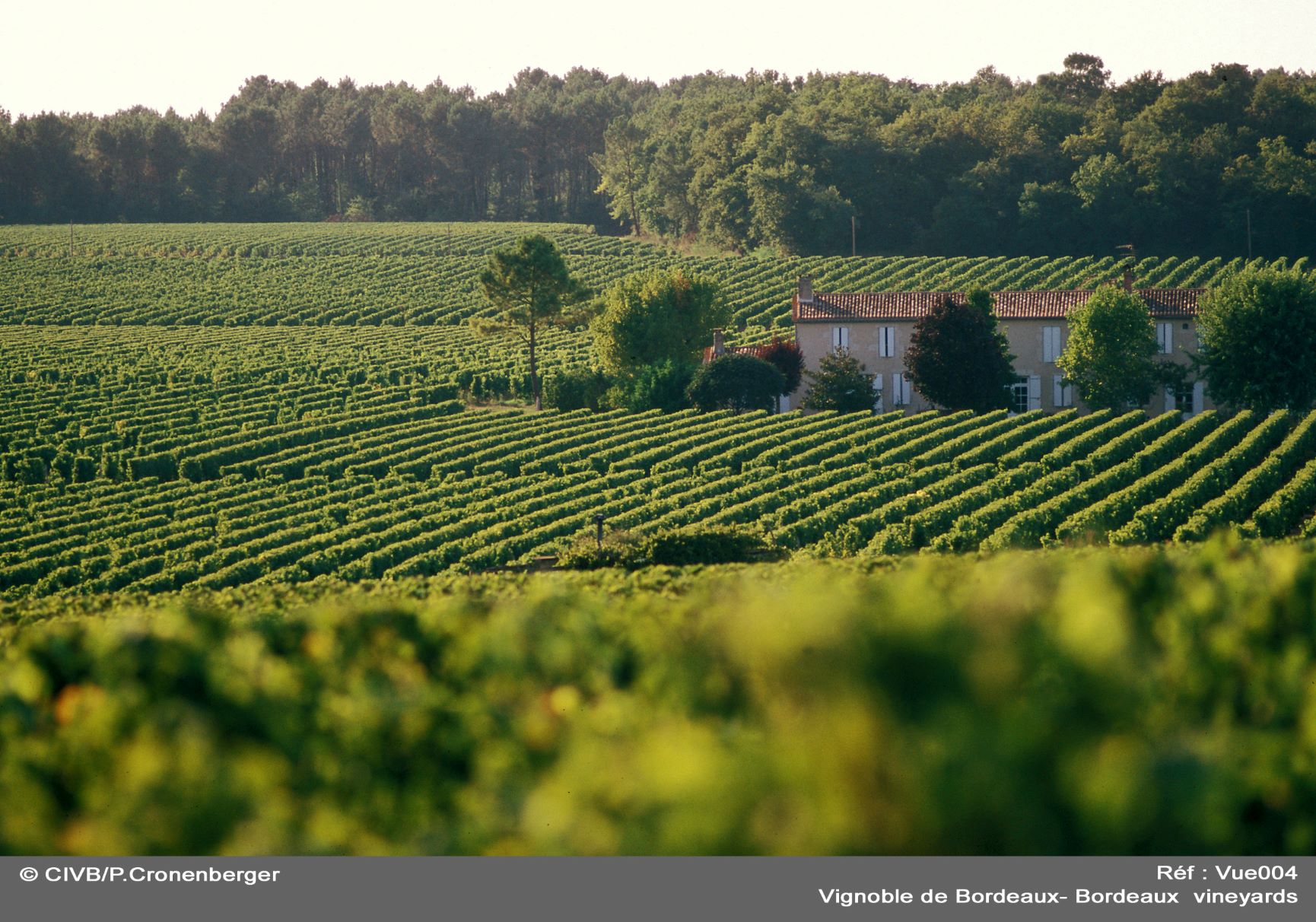vIGNOBLE-DES-GRAVES